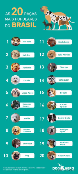 Qual a raça de cachorro que menos adoece? Descubra a resposta!