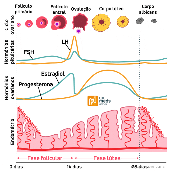 Qual vitamina regula a menstruação? Descubra como equilibrar seu ciclo