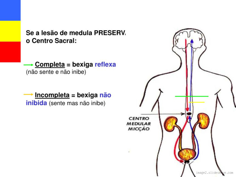 Quanto tempo a bexiga esvazia?