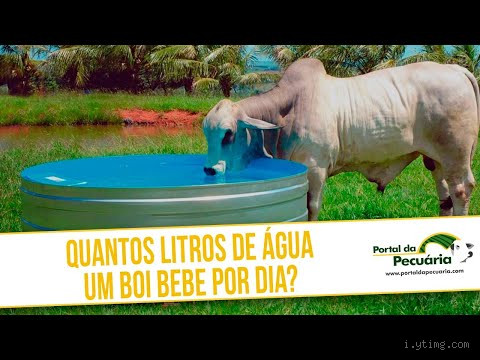 Quantos Litros de Água Uma Vaca Bebe por Dia? Descubra Agora!