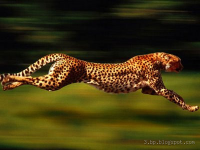 Quem é mais rápido, tigre ou guepardo? A resposta vai te surpreender