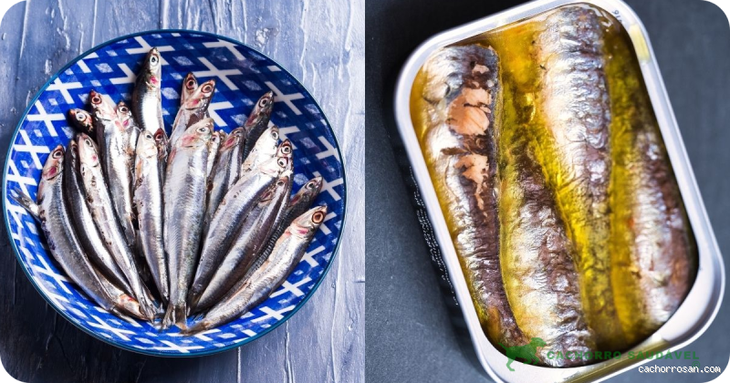 Quem tá com inflamação pode comer sardinha? Descubra a verdade!