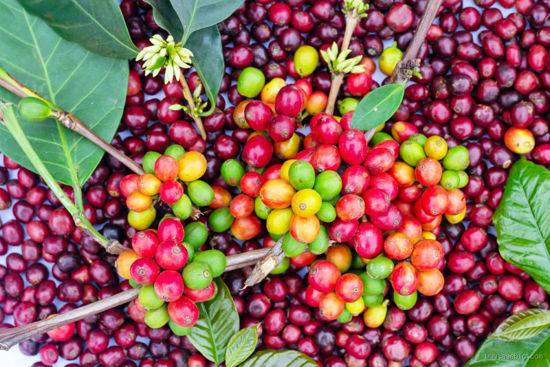 Tem alguma fruta que faz mal à saúde? Desmistificando o assunto