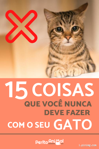 O que não se pode fazer com um gato? Evite esses erros!