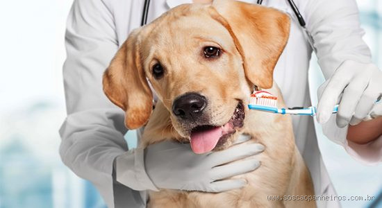 O que é bom para fortalecer os dentes do cachorro? Dicas essenciais para a saúde bucal do seu pet