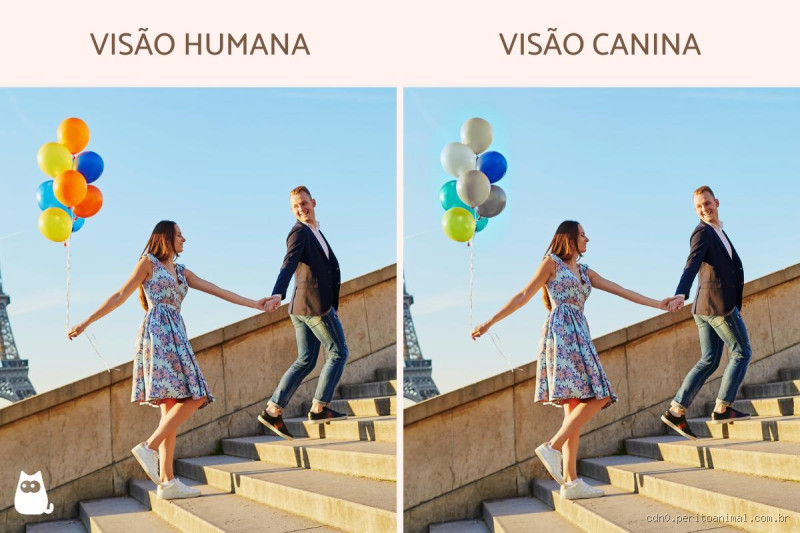 Como os cachorro enxerga a gente?