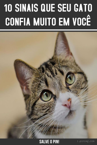 Como saber se o seu gato confia em você? Descubra os sinais!