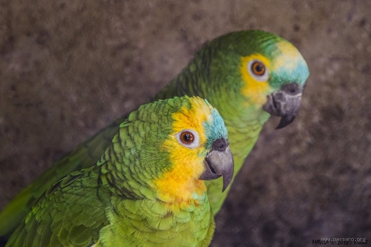 O que o papagaio tem medo? Entenda os medos mais comuns dessas aves