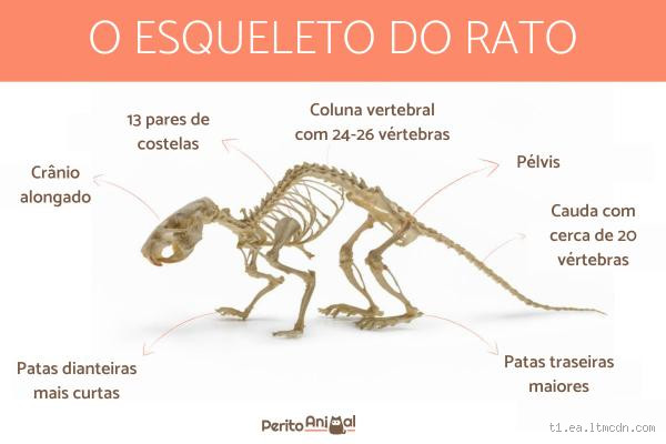 Qual animal tem osso ao invés de unha? Descubra o mistério!