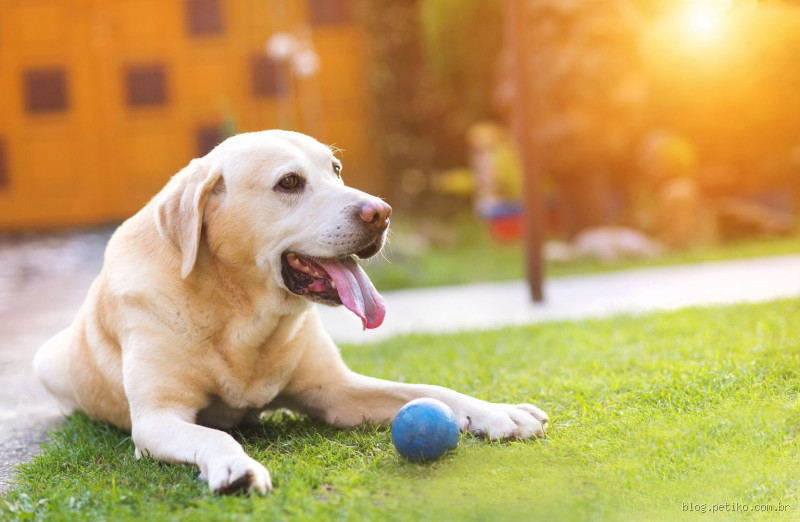 Qual é a língua que os cachorros entendem? Descubra agora!