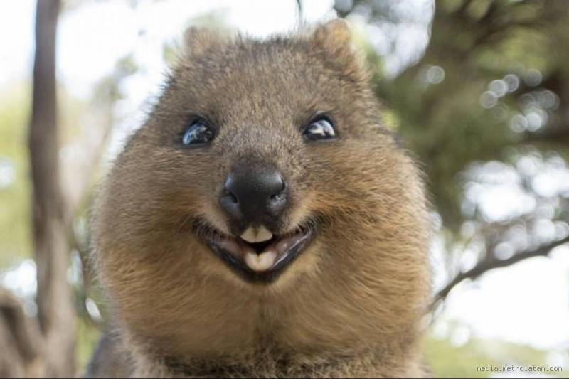 Qual é o animal mais feliz do mundo?