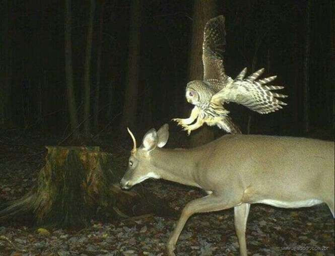 Qual é o animal que fica assobiando à noite? Descubra o mistério