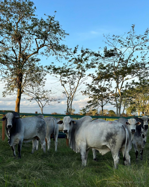 O que dá mais dinheiro na pecuária?