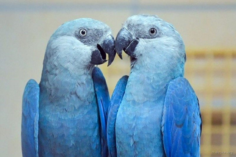 O que aconteceria se a arara-azul fosse extinta?