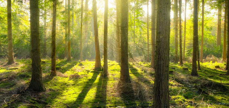 Qual a Diferença Entre um Bosque e uma Floresta? Descubra Agora!