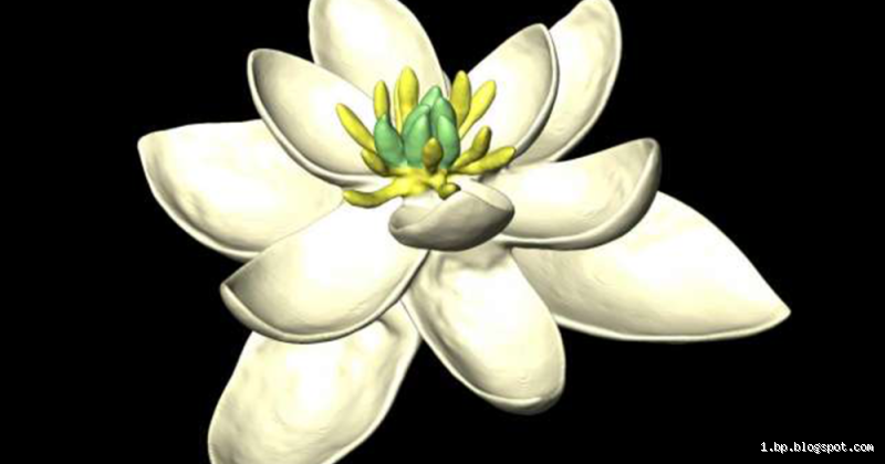 Qual a flor mais velha? Descubra a história surpreendente das flores antigas