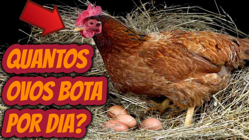 Qual é a galinha que bota mais ovo? Veja a campeã da postura