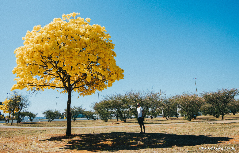 Qual é a raiz do ipê? Descubra os segredos dessa árvore incrível