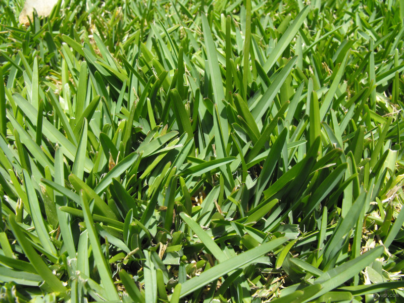 Quando plantar grama bermuda?