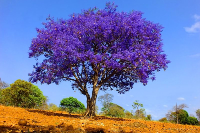 Tem ipê azul? Descubra a verdadeira história dessa árvore fascinante