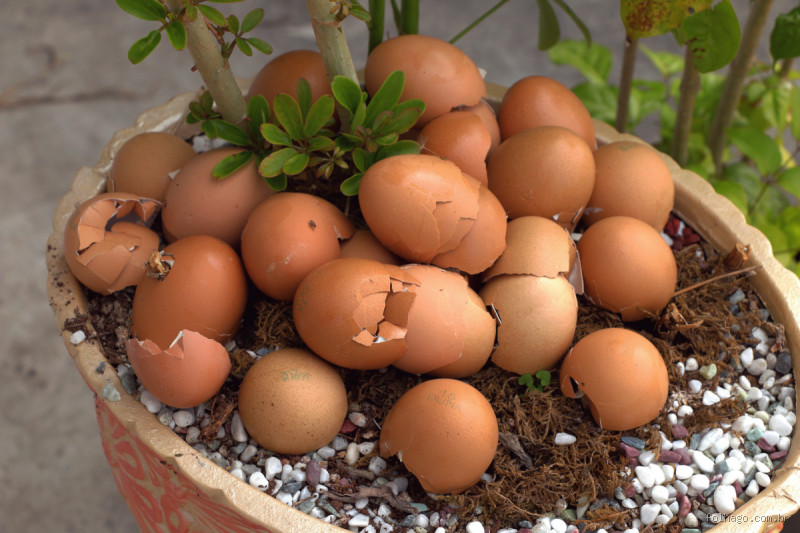 Como adubar as plantas com casca de ovo? Descubra esse truque natural