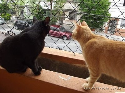 Como fazer um gato ficar de repouso sem enlouquecer