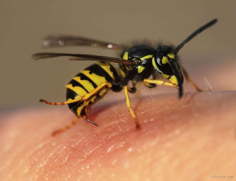 Como Fugir da Abelha: Dicas Essenciais para Evitar Picadas