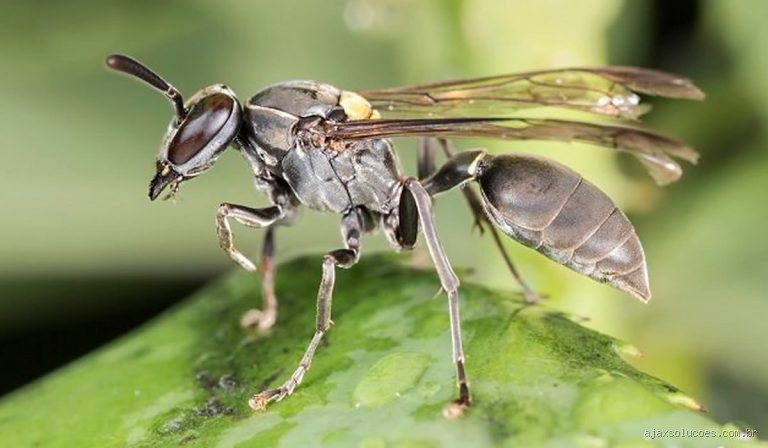O que afasta marimbondo? Dicas para manter esses insetos longe