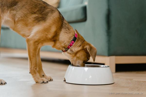O que é bom para limpar o estômago de cachorro? Cuidados essenciais para a saúde do seu pet