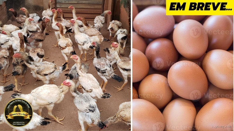 O que preciso para vender ovos de galinha?