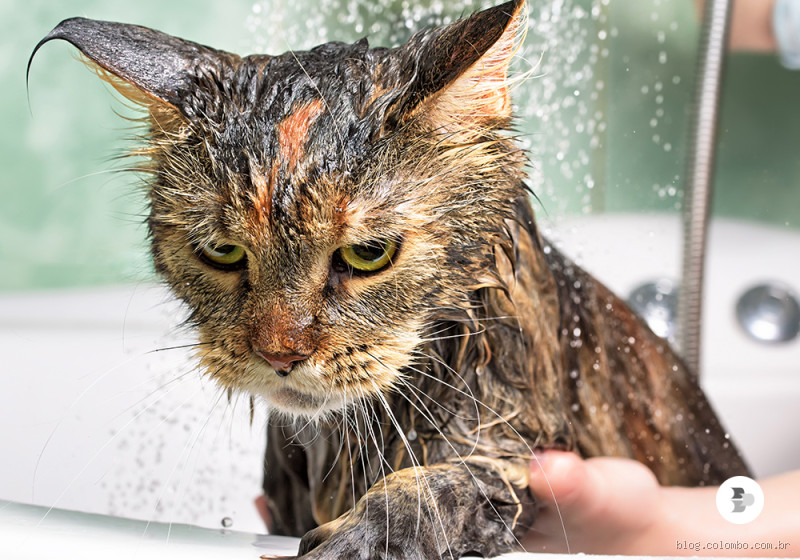 Por que não podemos dar banho em gatos? O que ninguém te conta