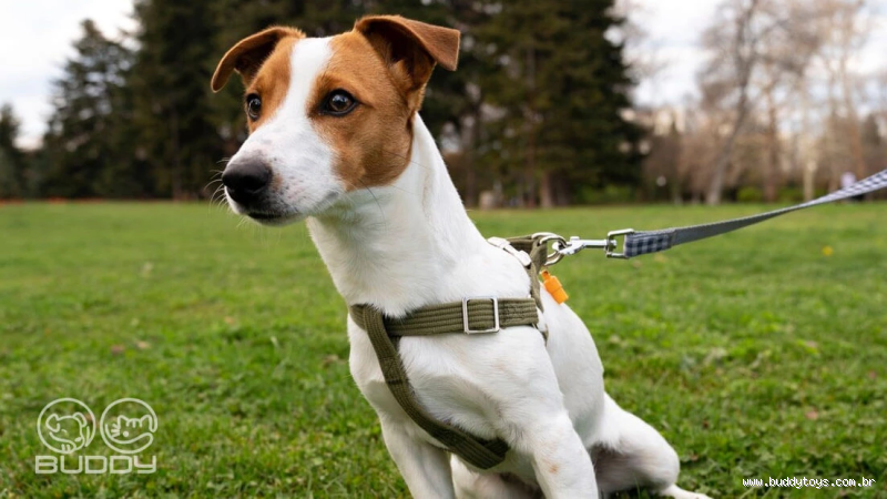 Qual a guia mais segura para cachorro? Descubra qual é a ideal!