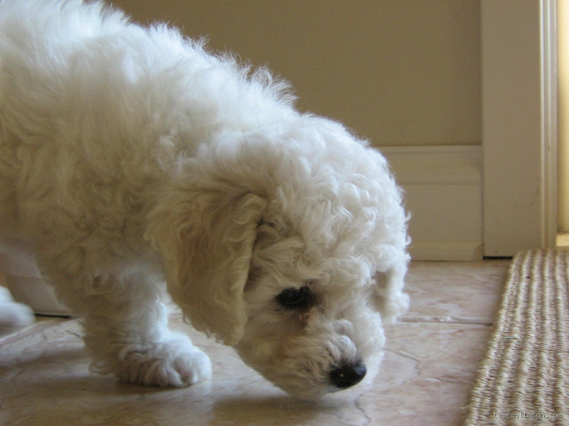 Qual o cheiro que os cachorros não gostam?