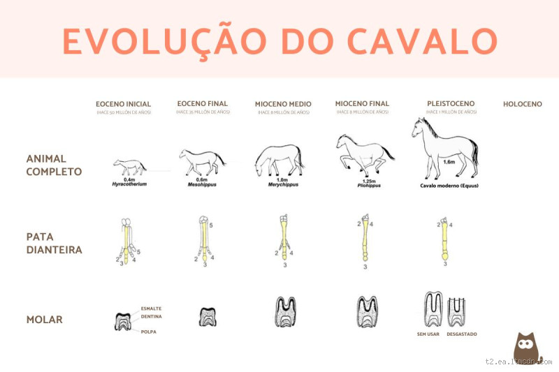 Quantos cavalos tem o 1513?