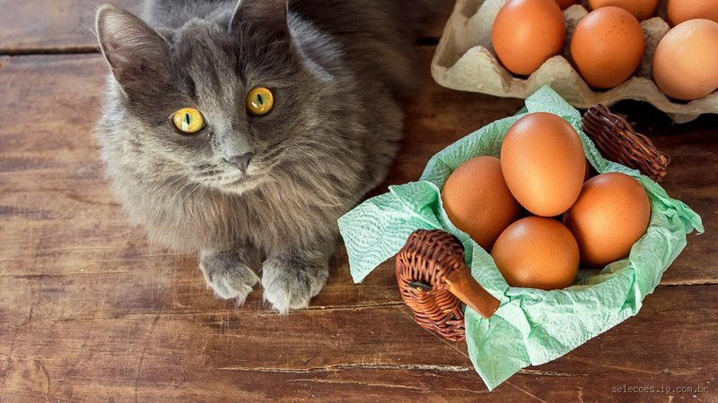 Pode dar ovo para o gato? Descubra se faz bem ou mal