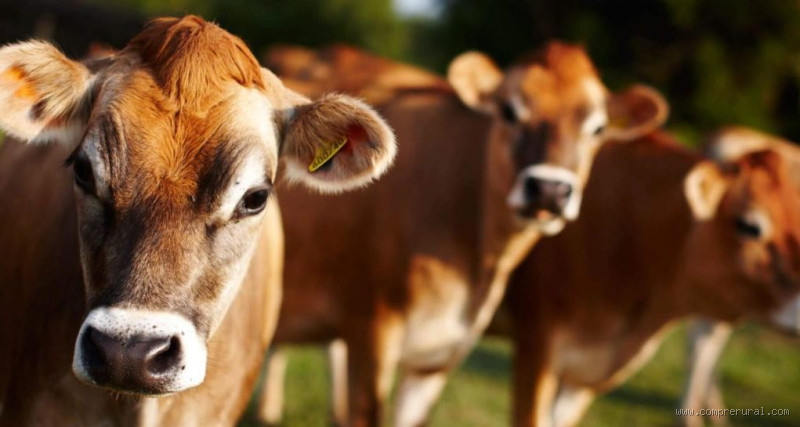 Qual a vaca que dá o melhor leite? Descubra a raça perfeita!