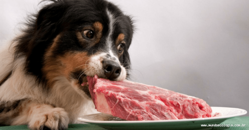 Qual tipo de carne não pode dar para cachorro? Cuidado, dono amoroso!