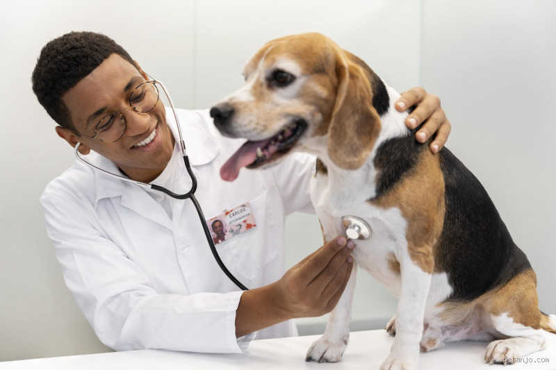 É preciso vacinar os cães todos os anos? Descubra a verdade!