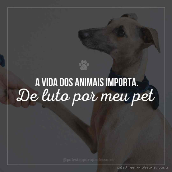 Como se despedir de um cachorro que morreu? Dicas para lidar com a dor