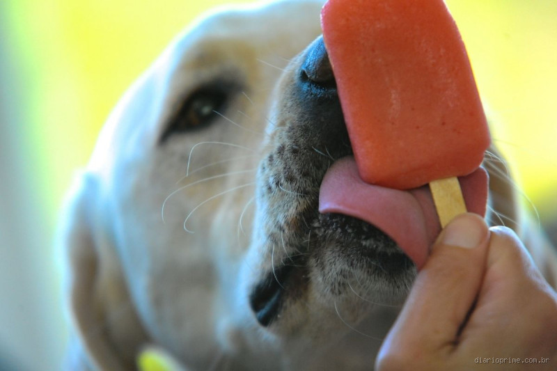 Qual Picolé é Seguro para Cachorros? Dicas Simples e Eficazes para Calmar a Ansiedade e Saúde dos Pets